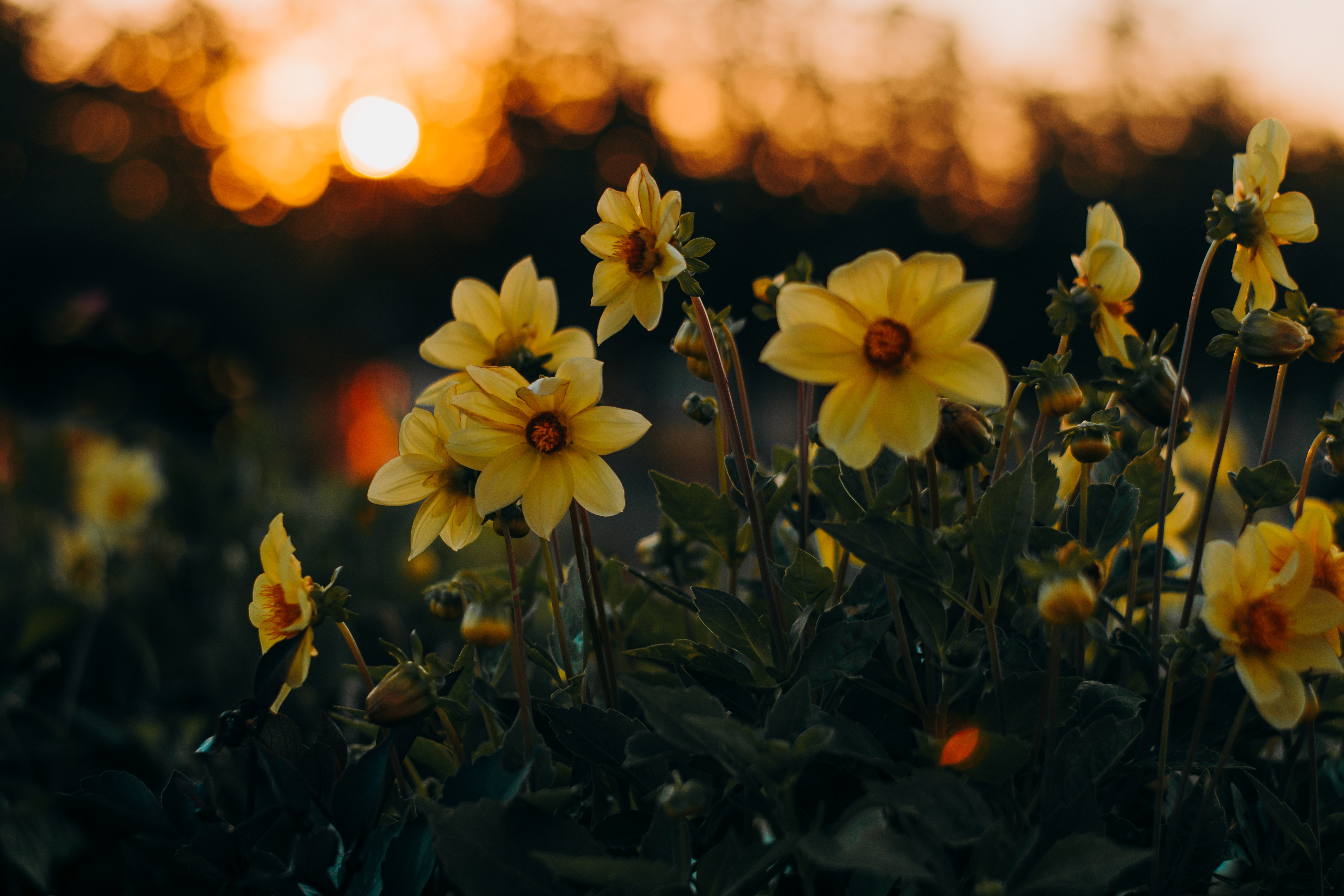 Daffodils Wedding Flowers