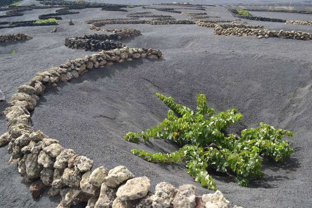 Lanzarote Vineyard Wedding