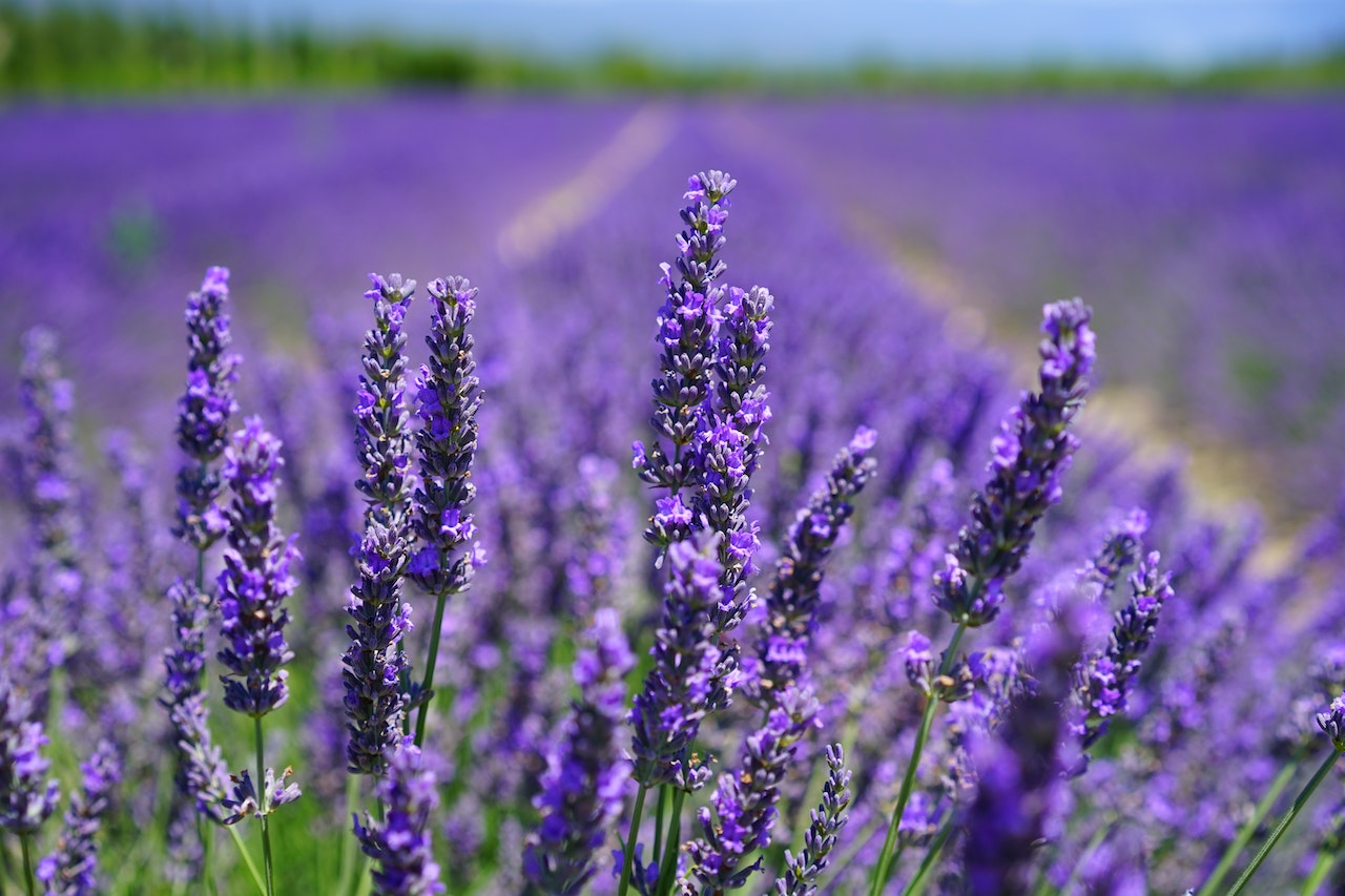 Lavender Wedding Colours 2023